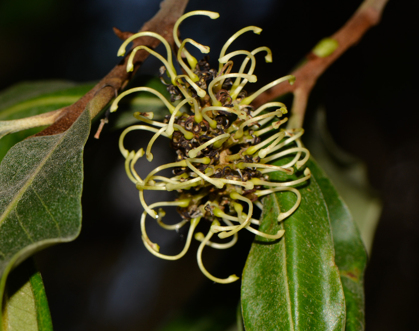 Изображение особи Grevillea hilliana.