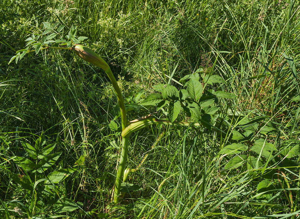 Image of Angelica sylvestris specimen.