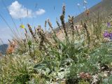 Plantago arachnoidea. Плодоносящее растение. Южный Казахстан, Таласский Алатау, запов. Аксу-Жабаглы, урочище Каскабулак, выс. 3150 м н.у.м., субальпийский луг на моренных отложениях. 16 июля 2017 г.