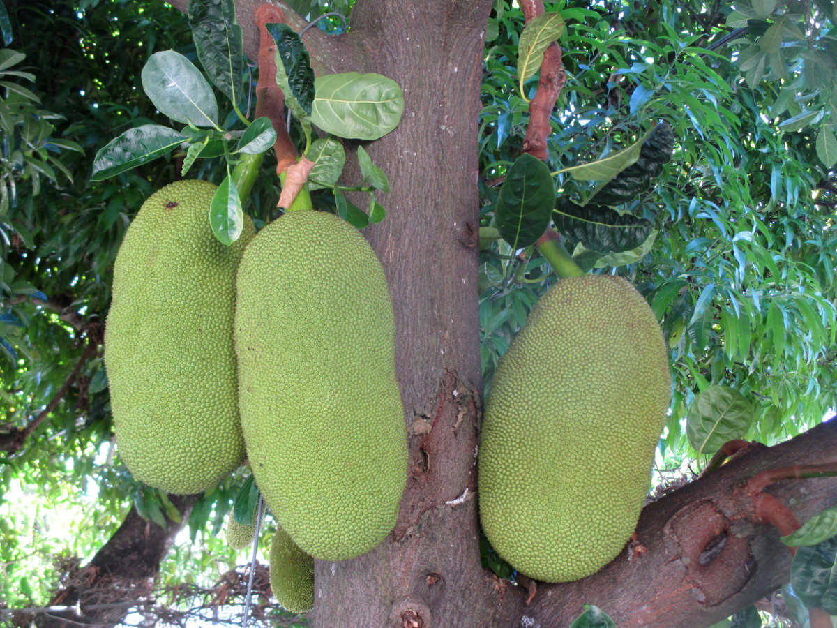 Image of Artocarpus heterophyllus specimen.