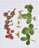 Commiphora gileadensis. Листья, цветки и незрелые плоды. Израиль, впадина Мёртвого моря, киббуц Эйн-Геди. 24.04.2017.