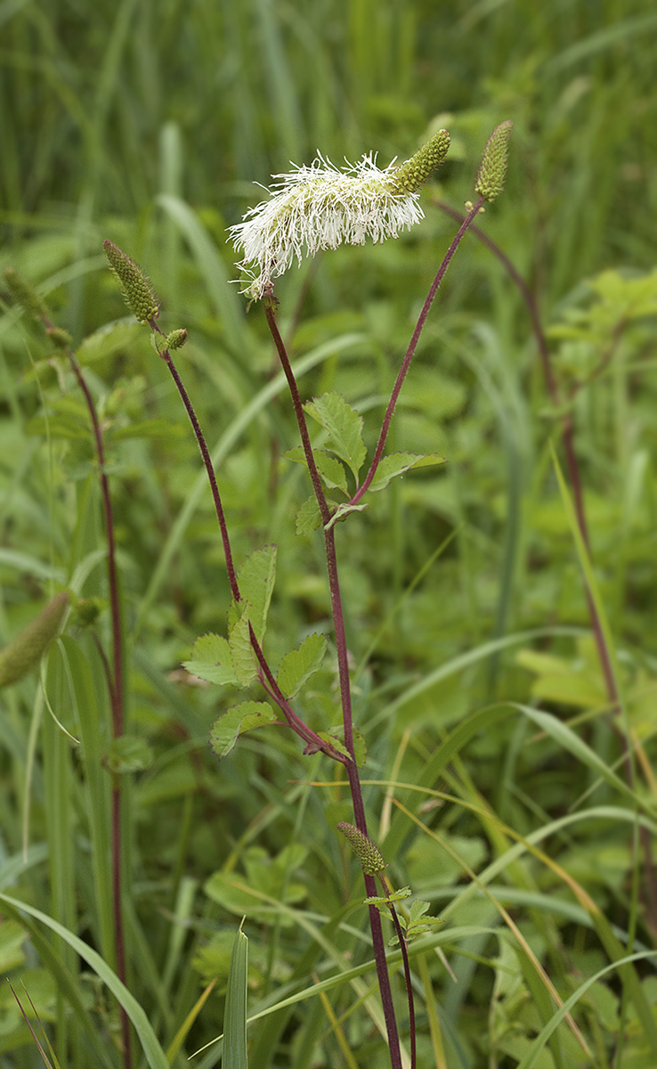 Image of Sanguisorba stipulata specimen.