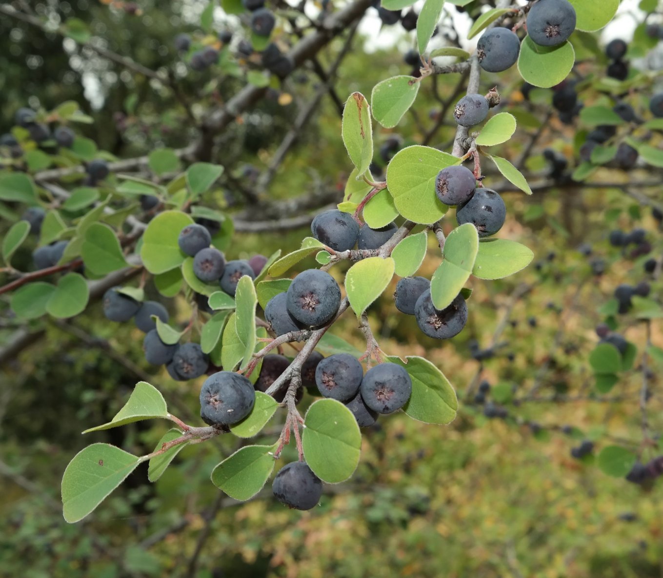 Image of genus Cotoneaster specimen.