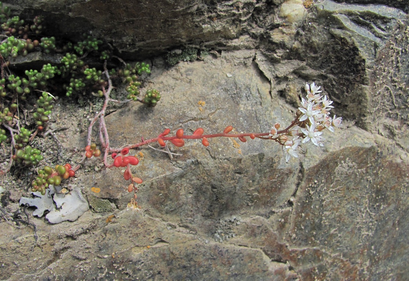 Image of Sedum album specimen.