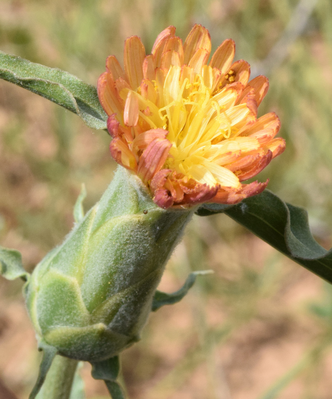 Image of Scorzonera bracteosa specimen.