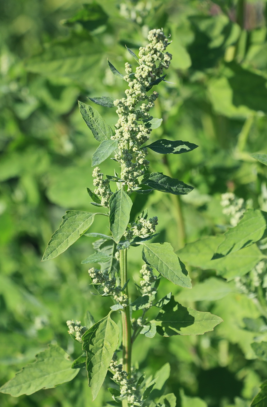 Image of genus Chenopodium specimen.