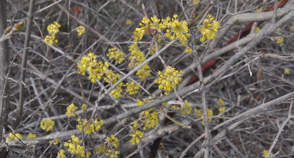 Изображение особи Cornus mas.