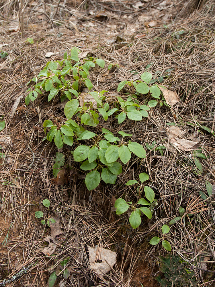 Изображение особи Orthilia secunda.