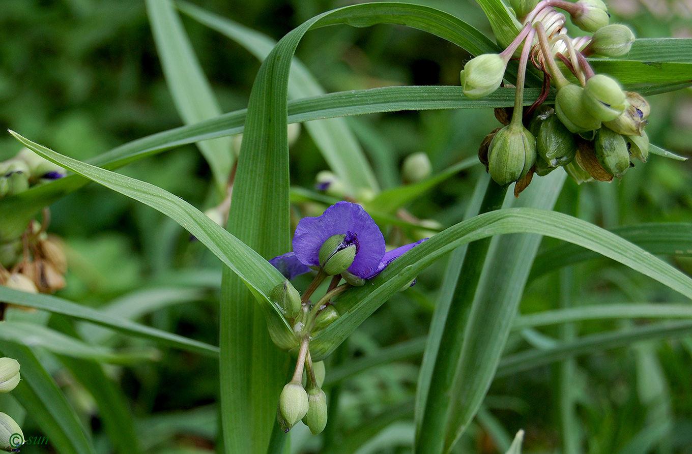 Image of Tradescantia virginiana specimen.