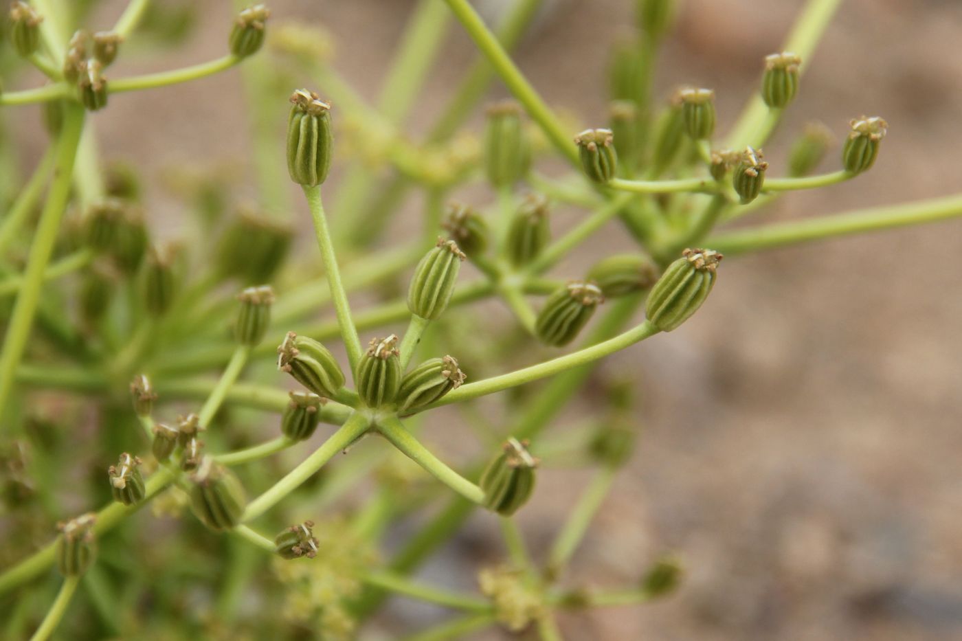 Image of Kuramosciadium corydalifolium specimen.