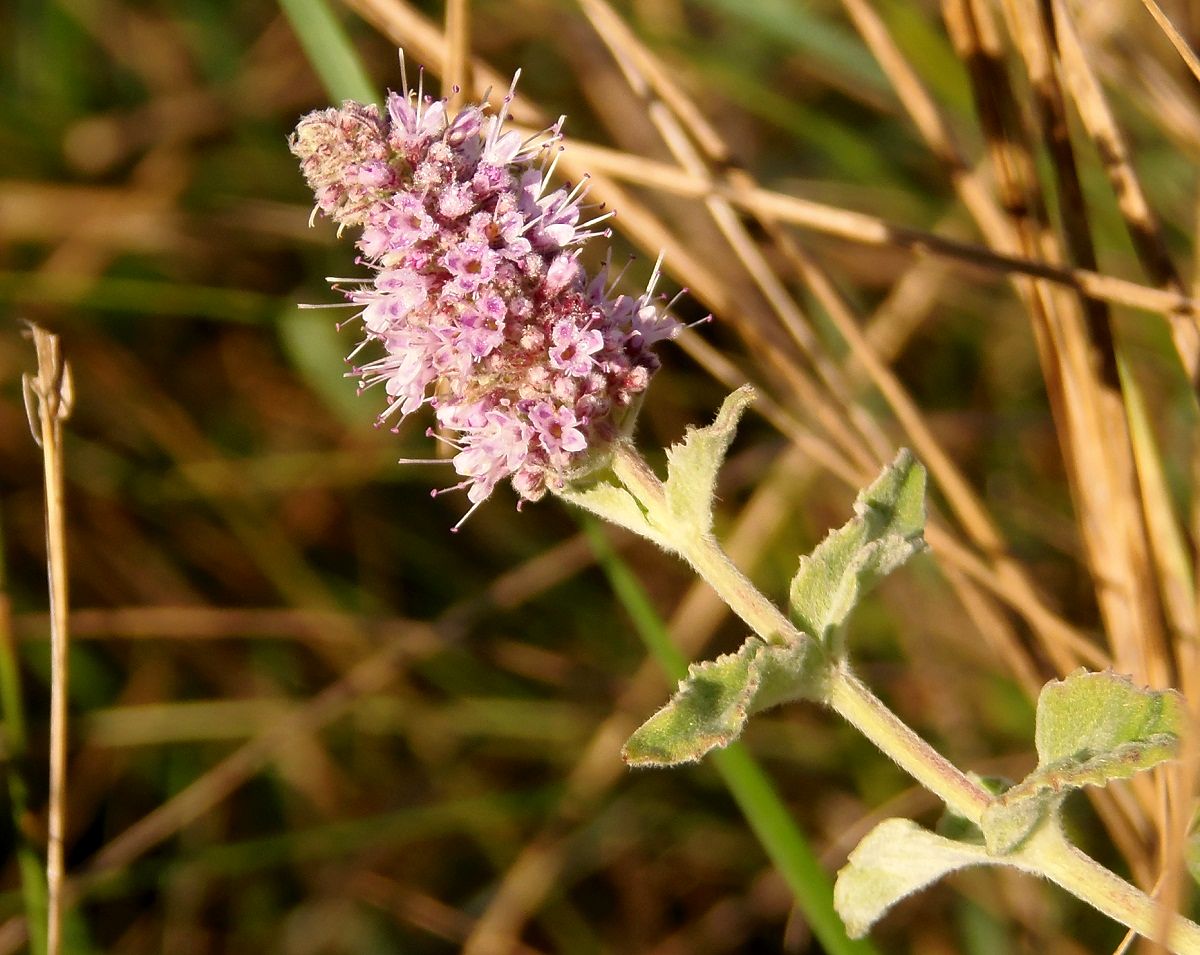 Изображение особи Mentha longifolia.