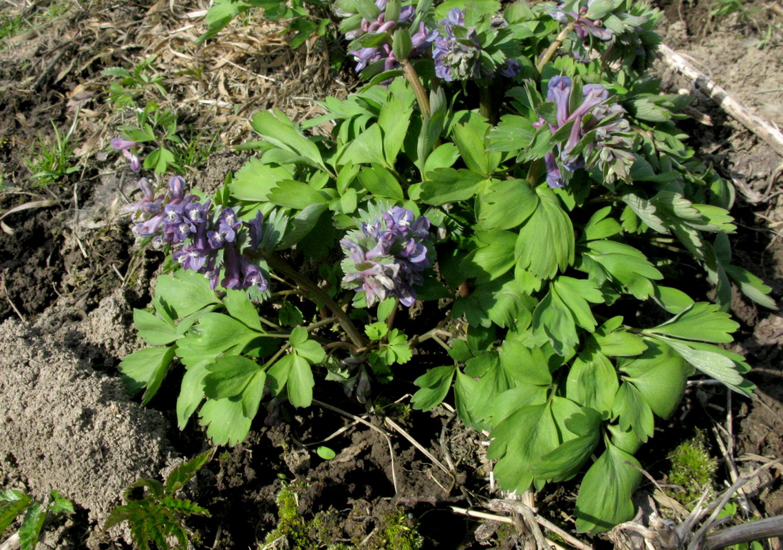 Image of Corydalis lacrimuli-cuculi specimen.