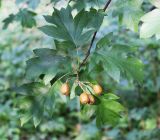 Sorbus torminalis