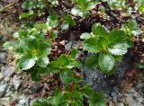 Смотреть изображение Salix tschuktschorum