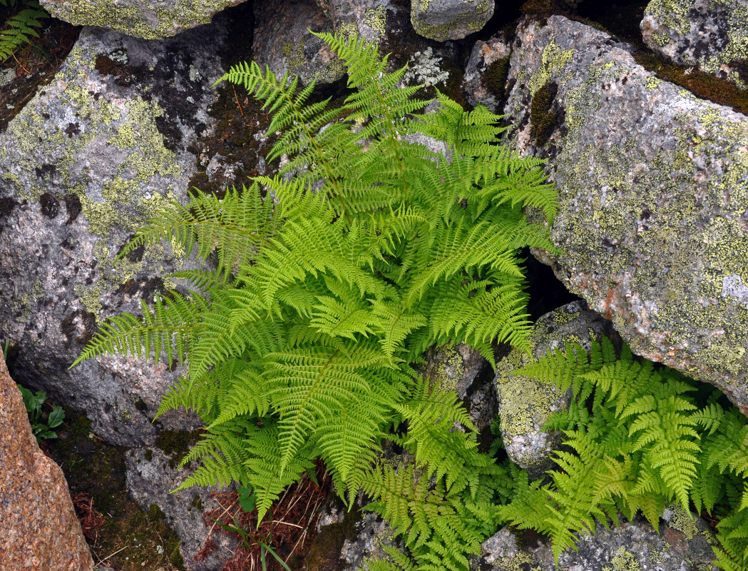 Image of Athyrium distentifolium specimen.