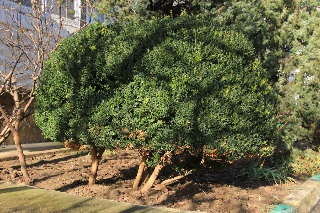 Изображение особи Buxus sempervirens.