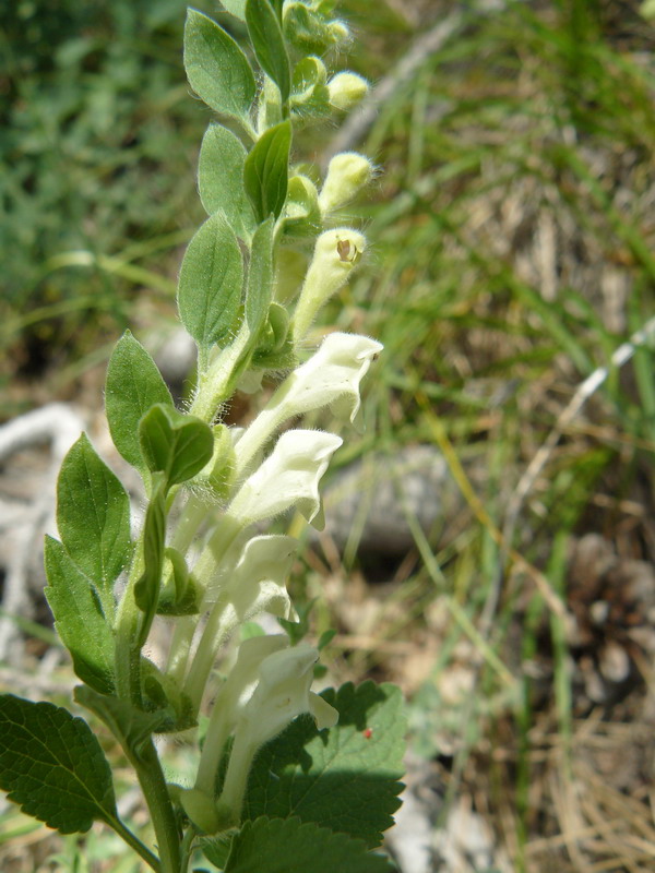 Изображение особи Scutellaria albida.