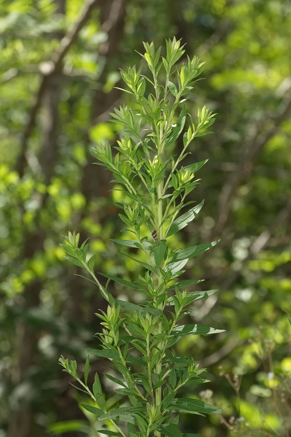 Image of Lithospermum officinale specimen.