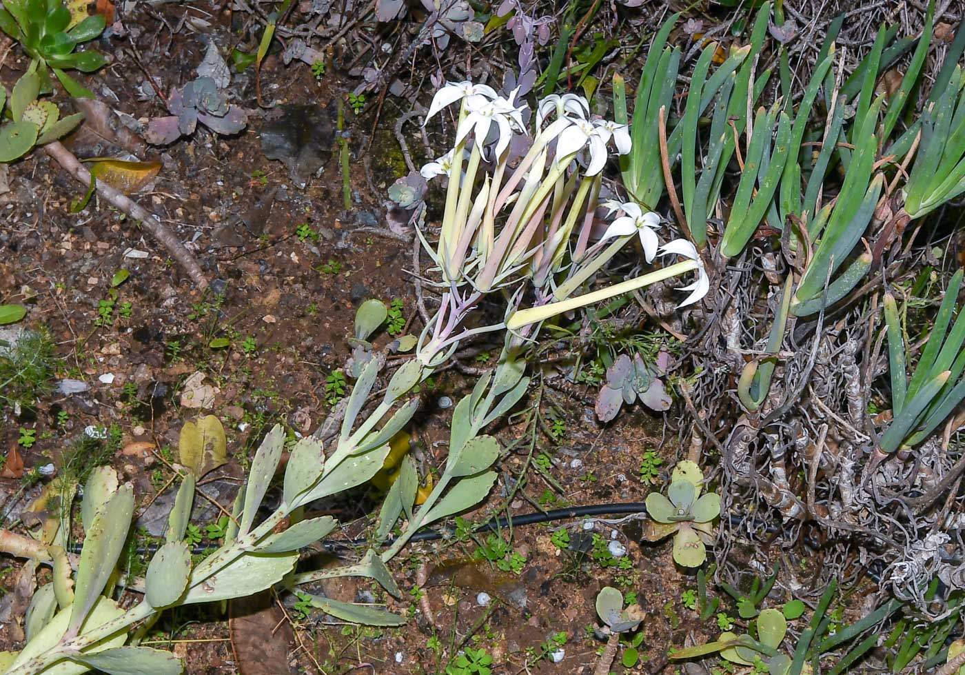 Image of Kalanchoe marmorata specimen.