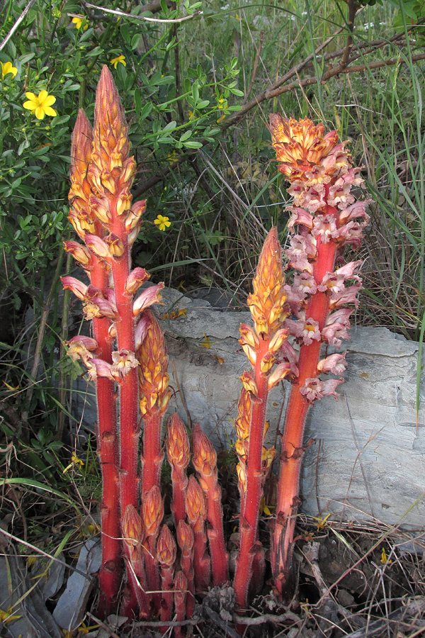 Image of Orobanche laxissima specimen.