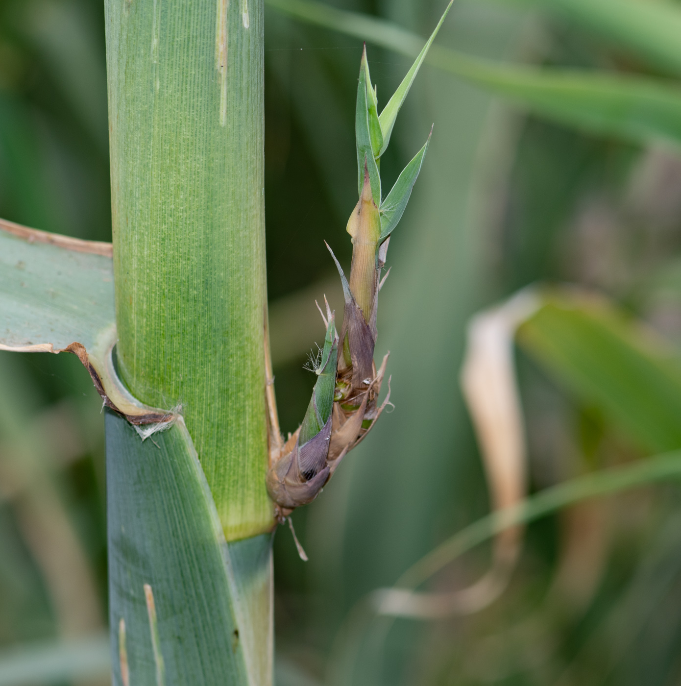 Image of Arundo donax specimen.