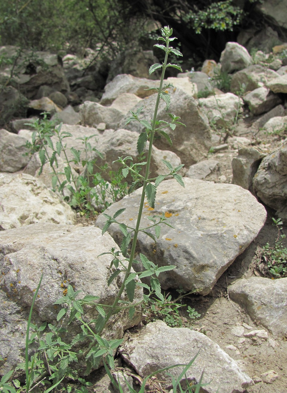 Image of Nepeta biebersteiniana specimen.