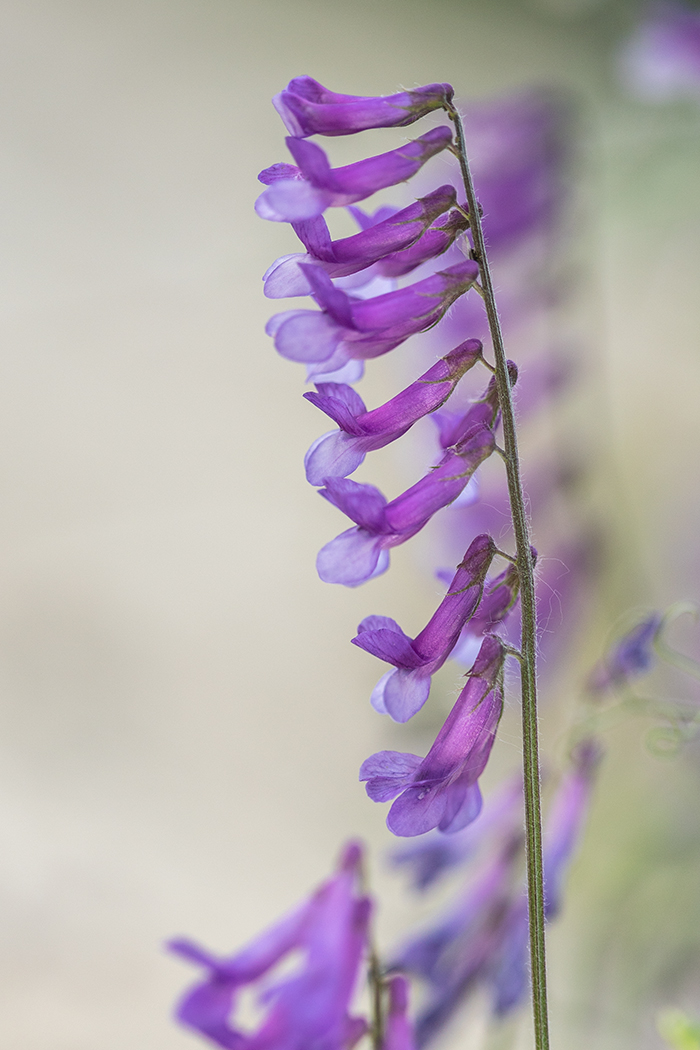 Image of Vicia villosa specimen.