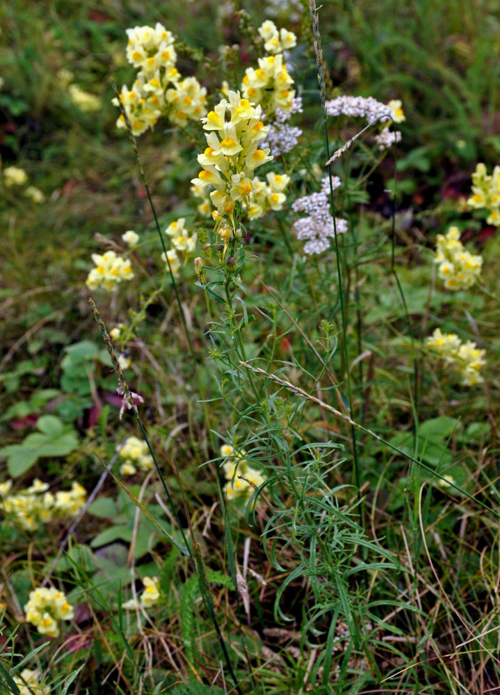 Image of Linaria vulgaris specimen.