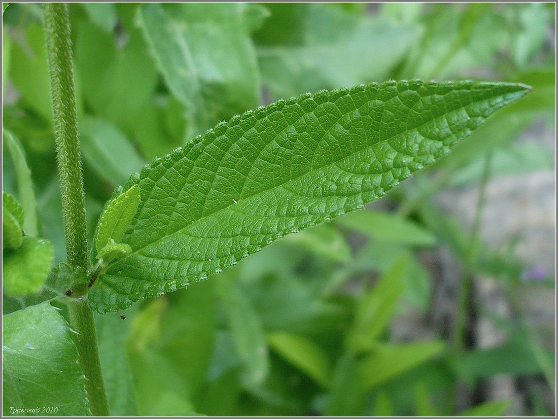 Изображение особи Stachys palustris.