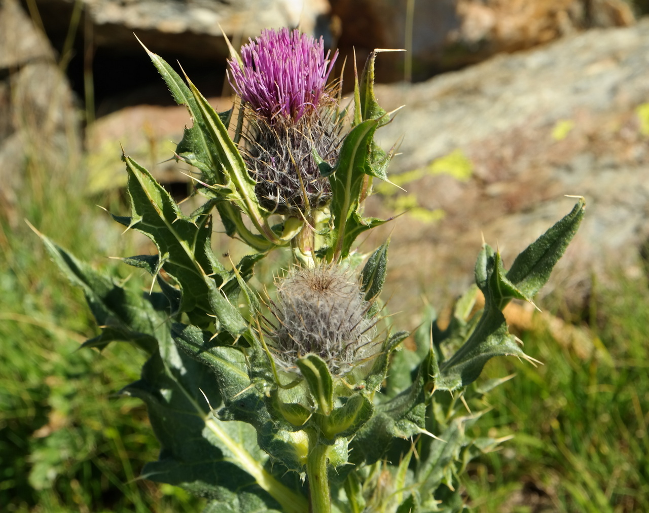 Image of Cirsium pugnax specimen.