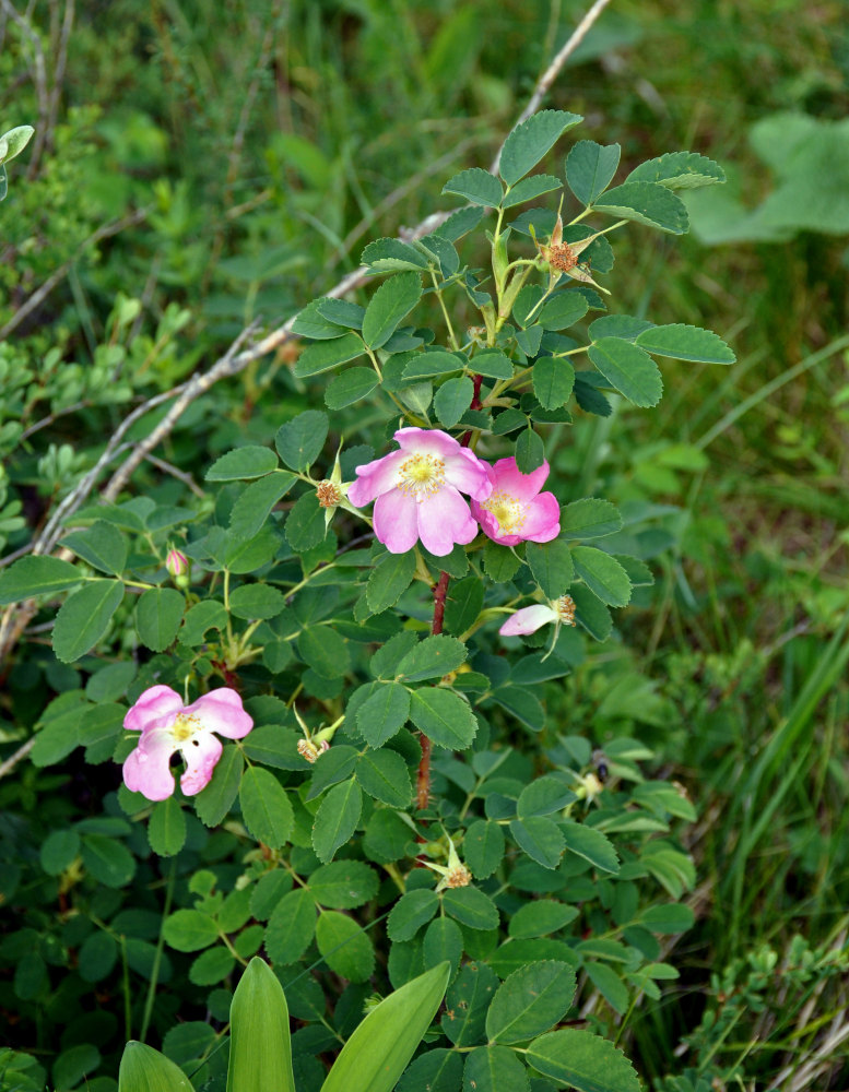 Image of Rosa acicularis specimen.