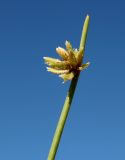 Cyperus laevigatus