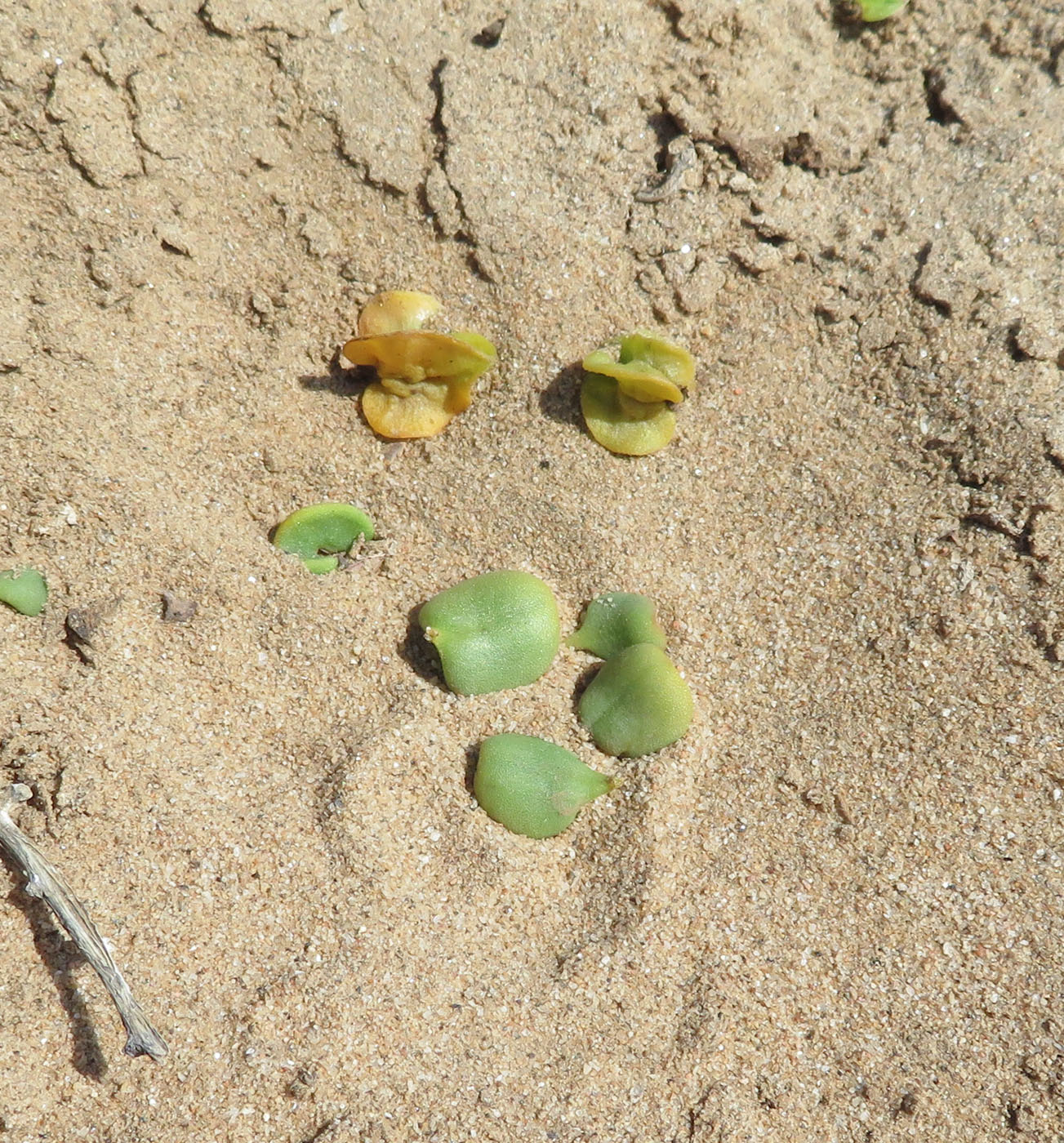 Image of Tetragonia decumbens specimen.