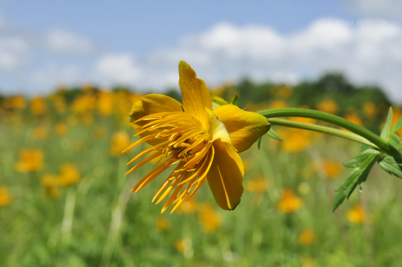 Изображение особи Trollius chinensis.