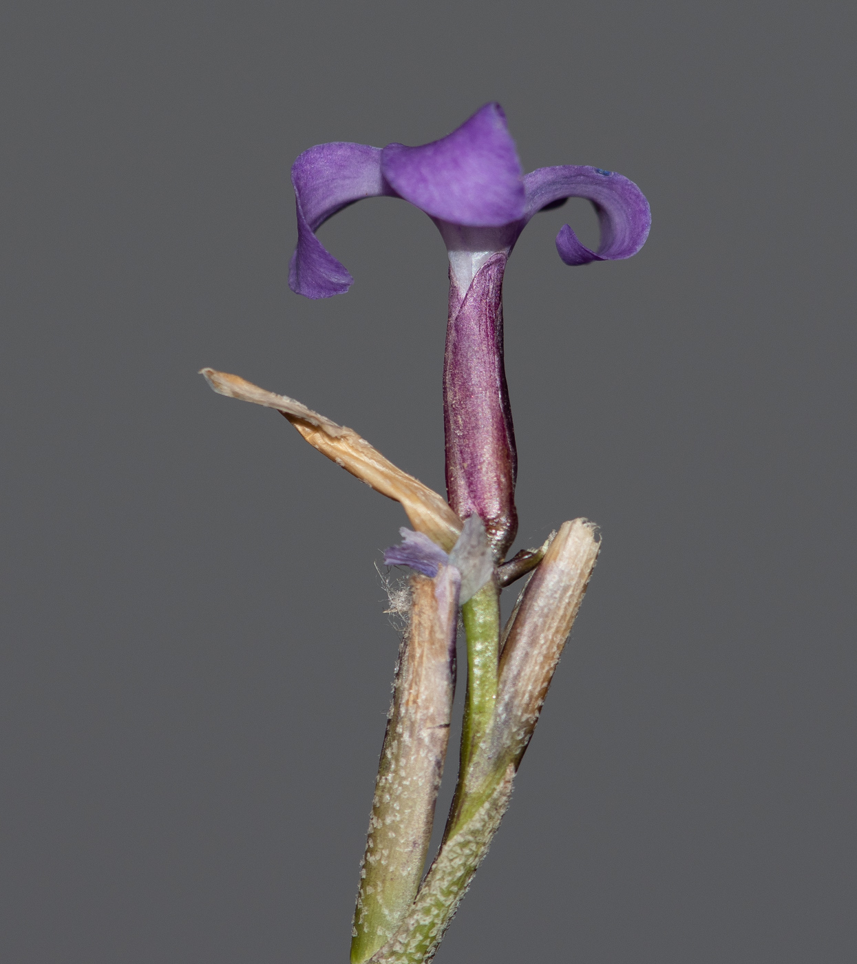 Image of Tillandsia recurvata specimen.