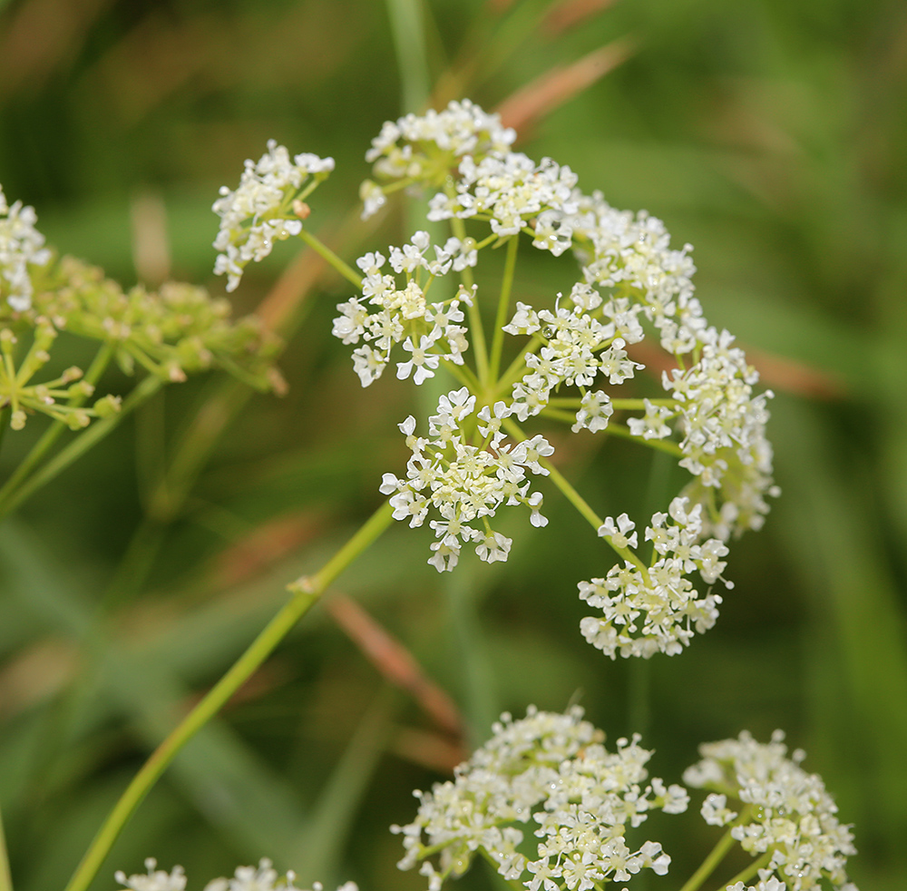 Изображение особи Conium maculatum.