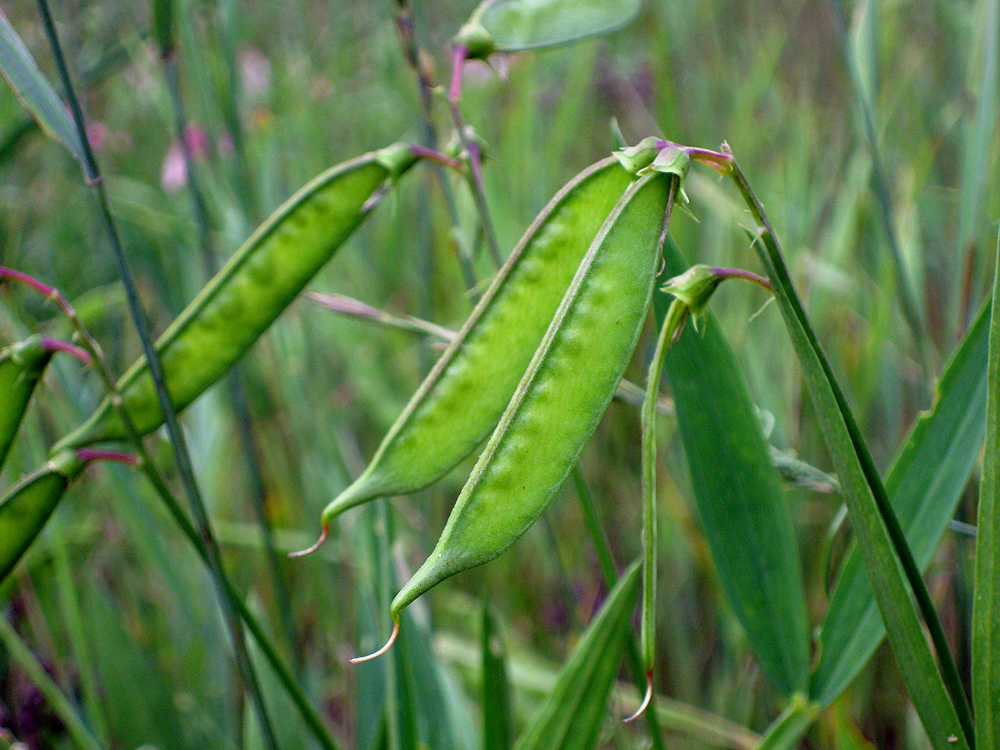 Изображение особи Lathyrus sylvestris.