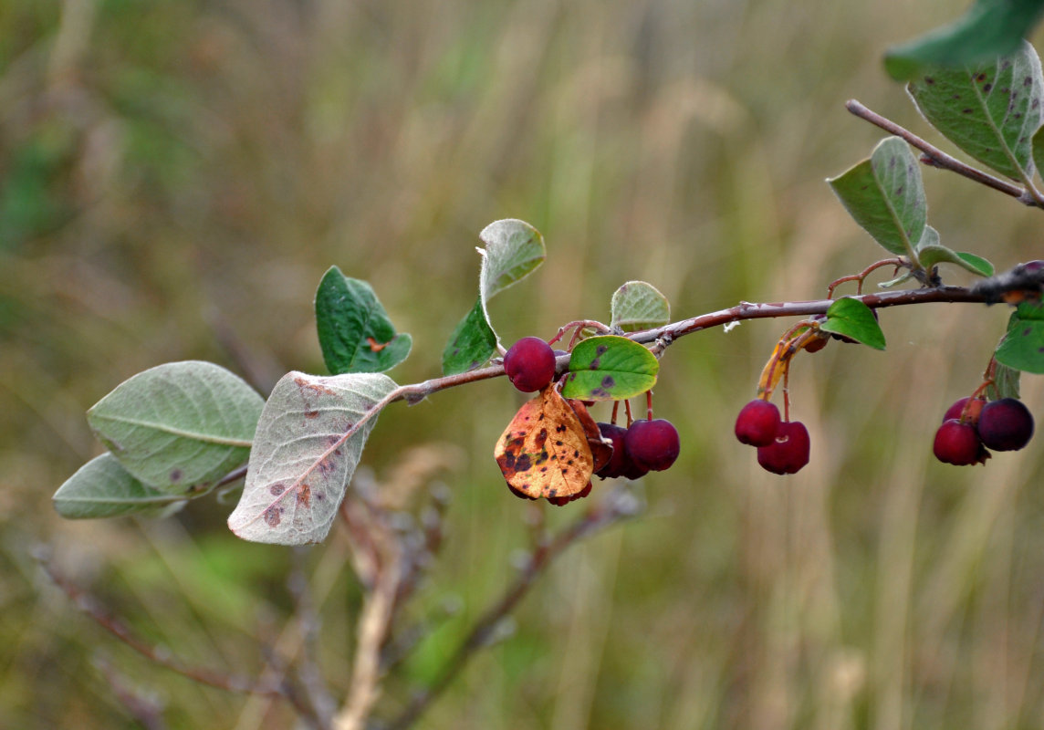 Image of Cotoneaster melanocarpus specimen.