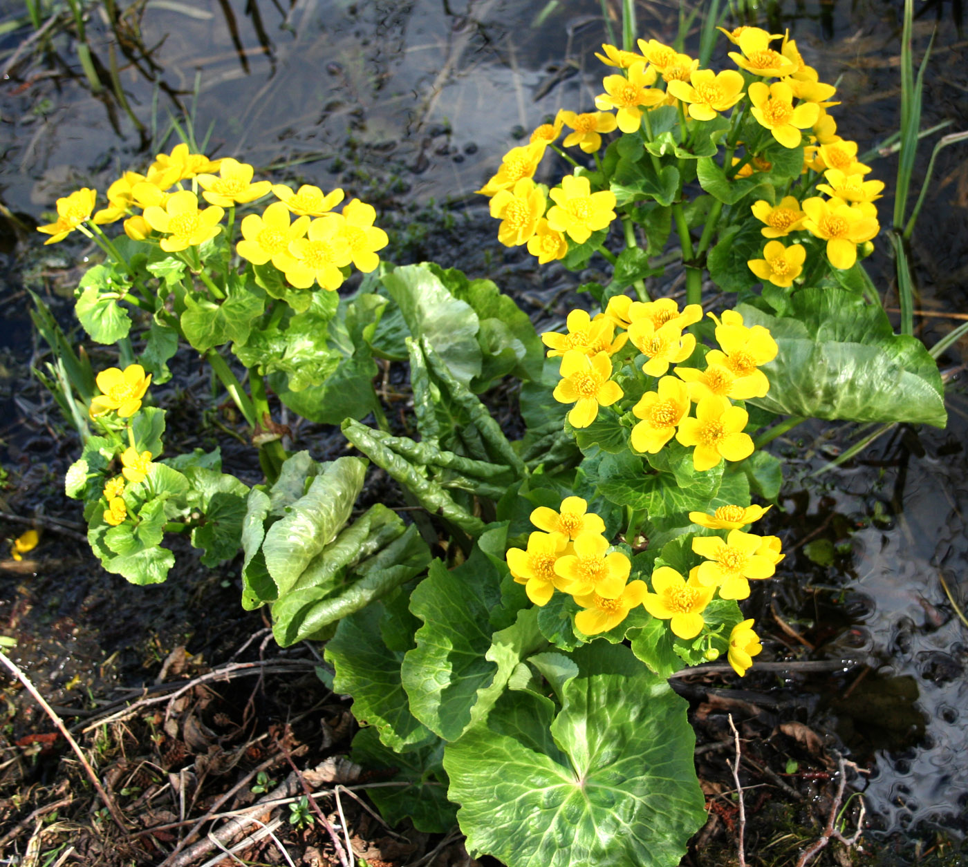 Изображение особи Caltha palustris.