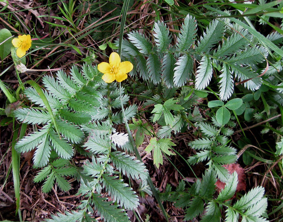 Image of Potentilla anserina specimen.