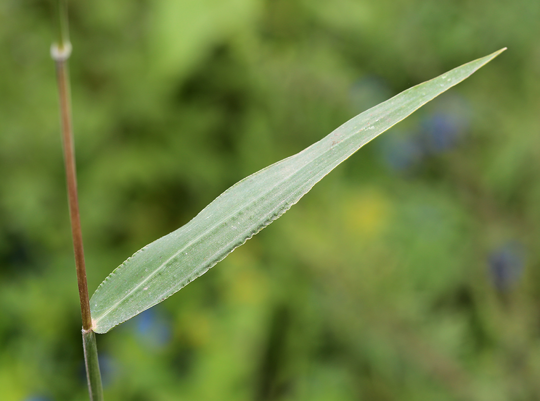 Image of Eriochloa villosa specimen.