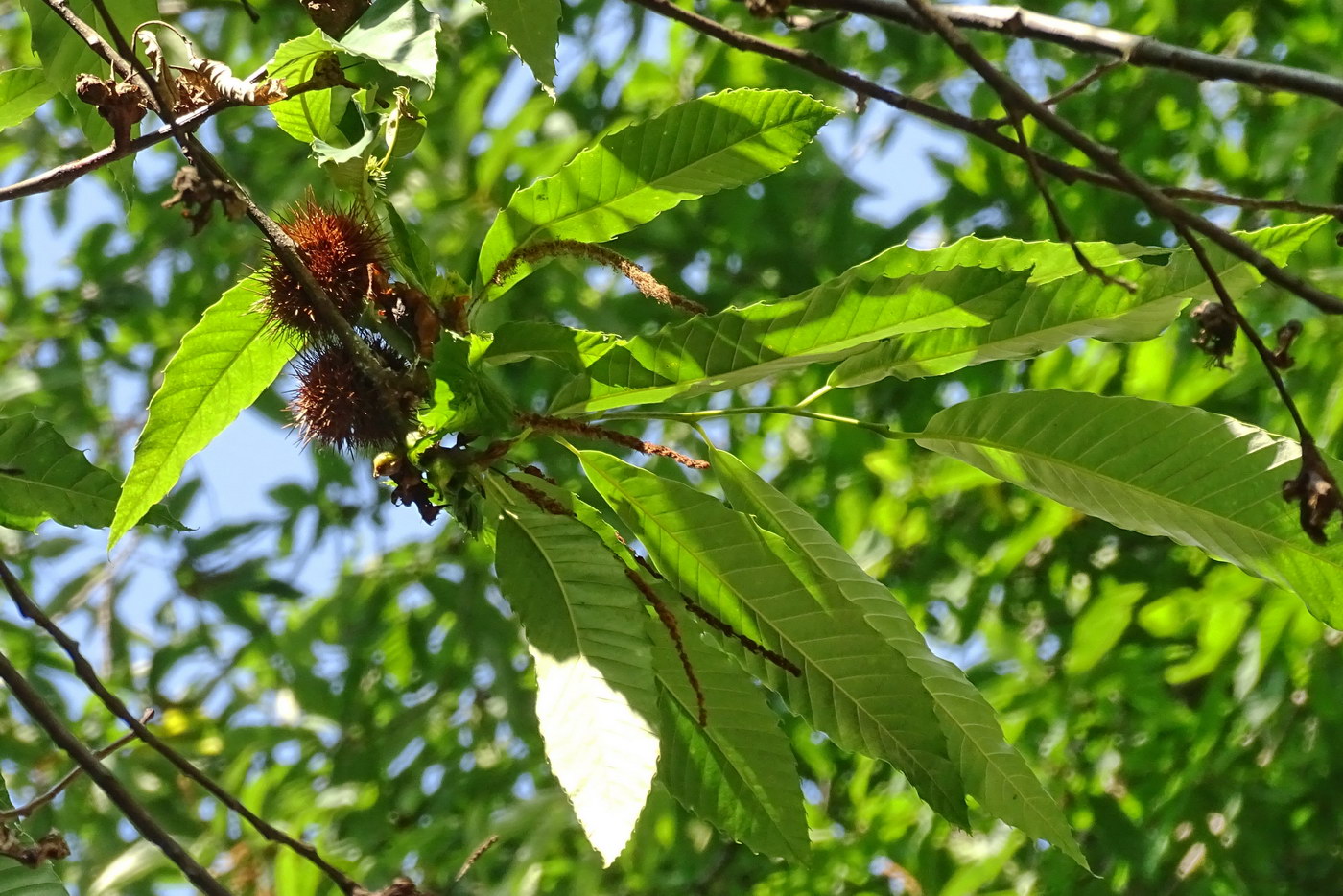 Image of Castanea sativa specimen.