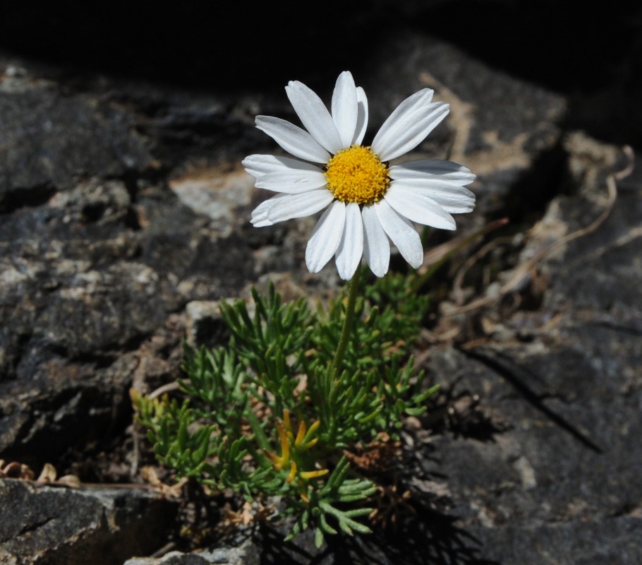 Изображение особи Pyrethrum komarovii.