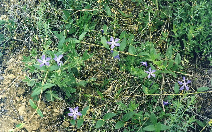 Image of Vinca herbacea specimen.