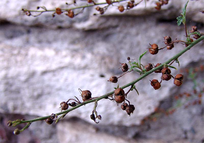 Image of Scrophularia rupestris specimen.