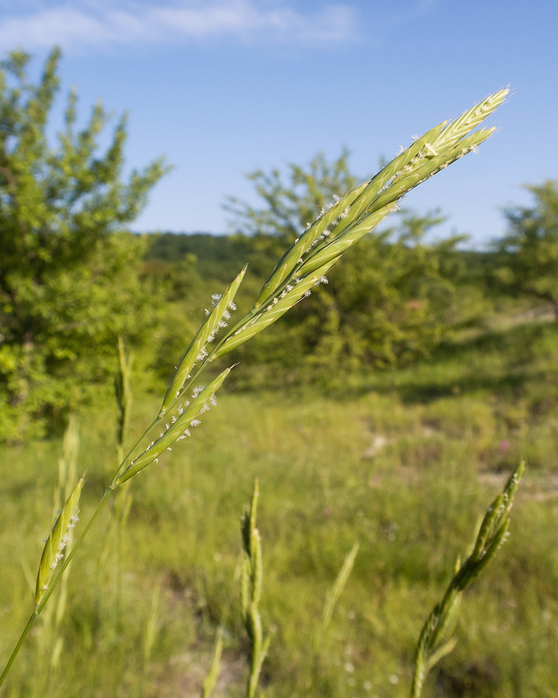 Изображение особи Brachypodium rupestre.