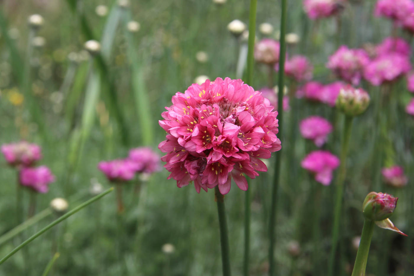 Image of Armeria pseudarmeria specimen.