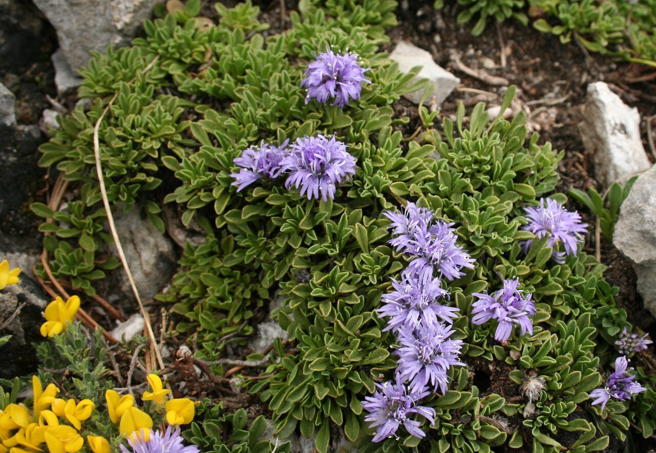 Image of Globularia cordifolia specimen.