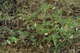 Astragalus guttatus. Цветущее растение-альбинос. Азербайджан, Гобустанский заповедник. 10.04.2010.