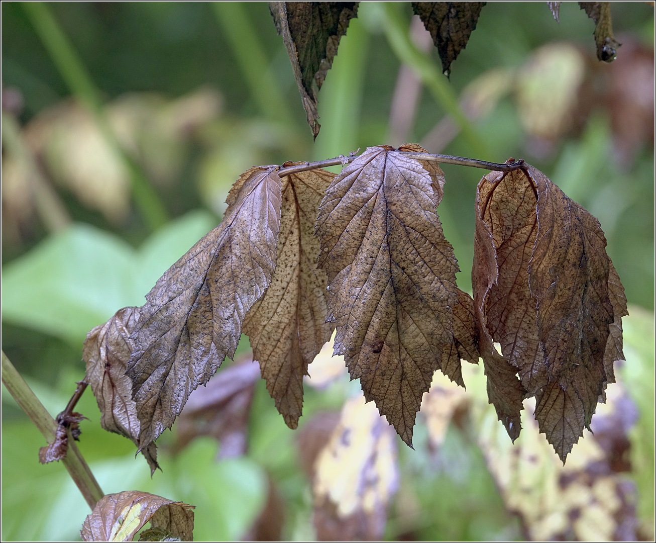 Image of Filipendula ulmaria specimen.